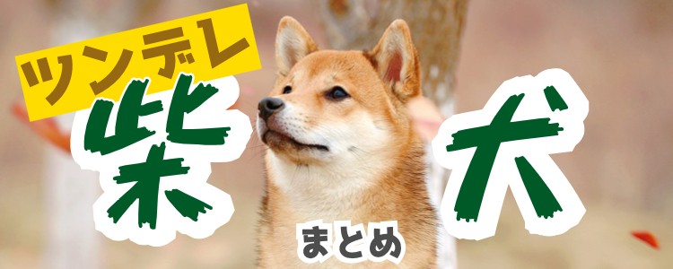 ツンデレで気分屋な柴犬君！